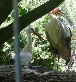 Storch 1.jpg