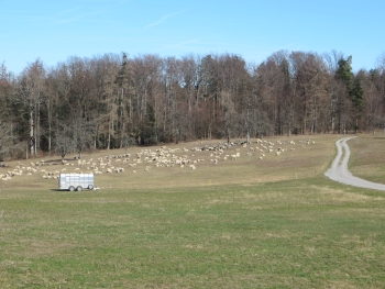 Wanderung-Schwarzwald 24.02.2019 017.JPG