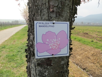 Maikammer Mandelblüte 24.03.2019 Thilo 028.JPG