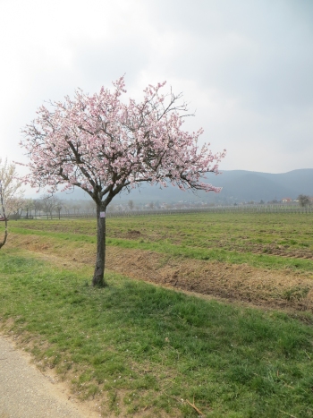 Maikammer Mandelblüte 24.03.2019 Thilo 029.JPG