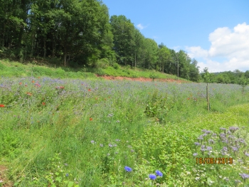 16.06.2019 Wanderung 022.JPG