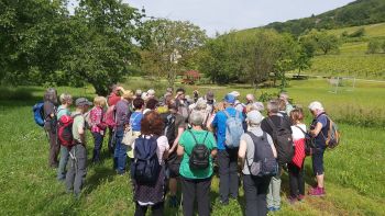 26-05-2024 Wanderung Leinsweiler.jpg